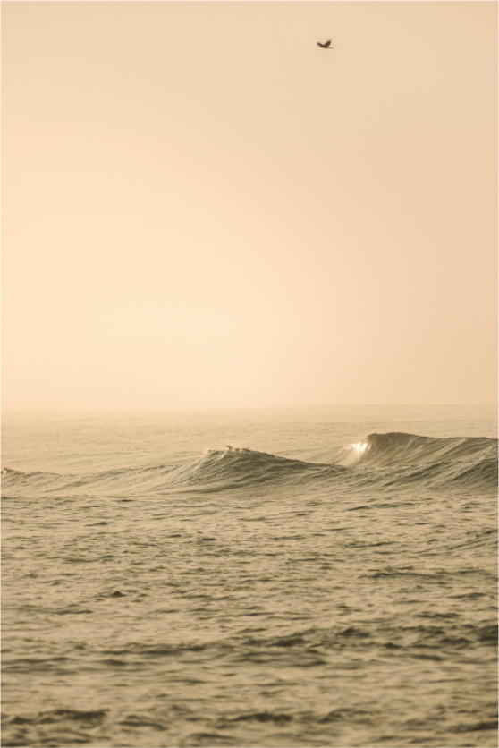 Golden Hour Wave Bird Sri Lanka Print