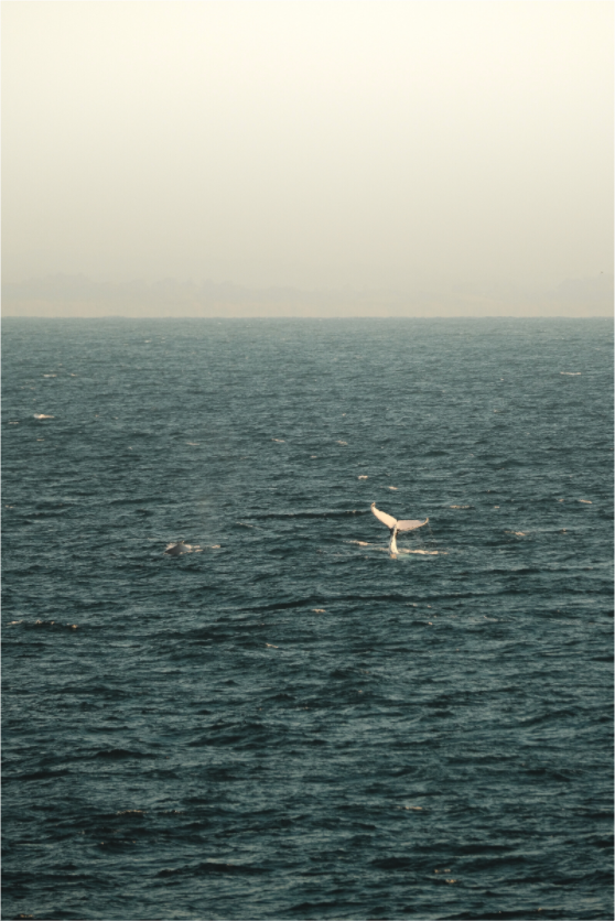 Main image Whale Tail Ocean Australia Print