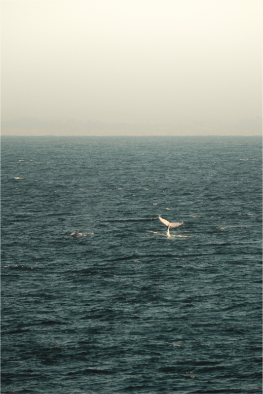 Main image Whale Tail Ocean Australia Print